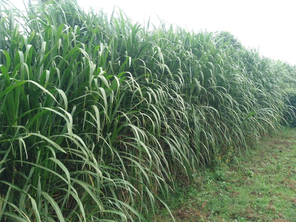 AGRICULTURE